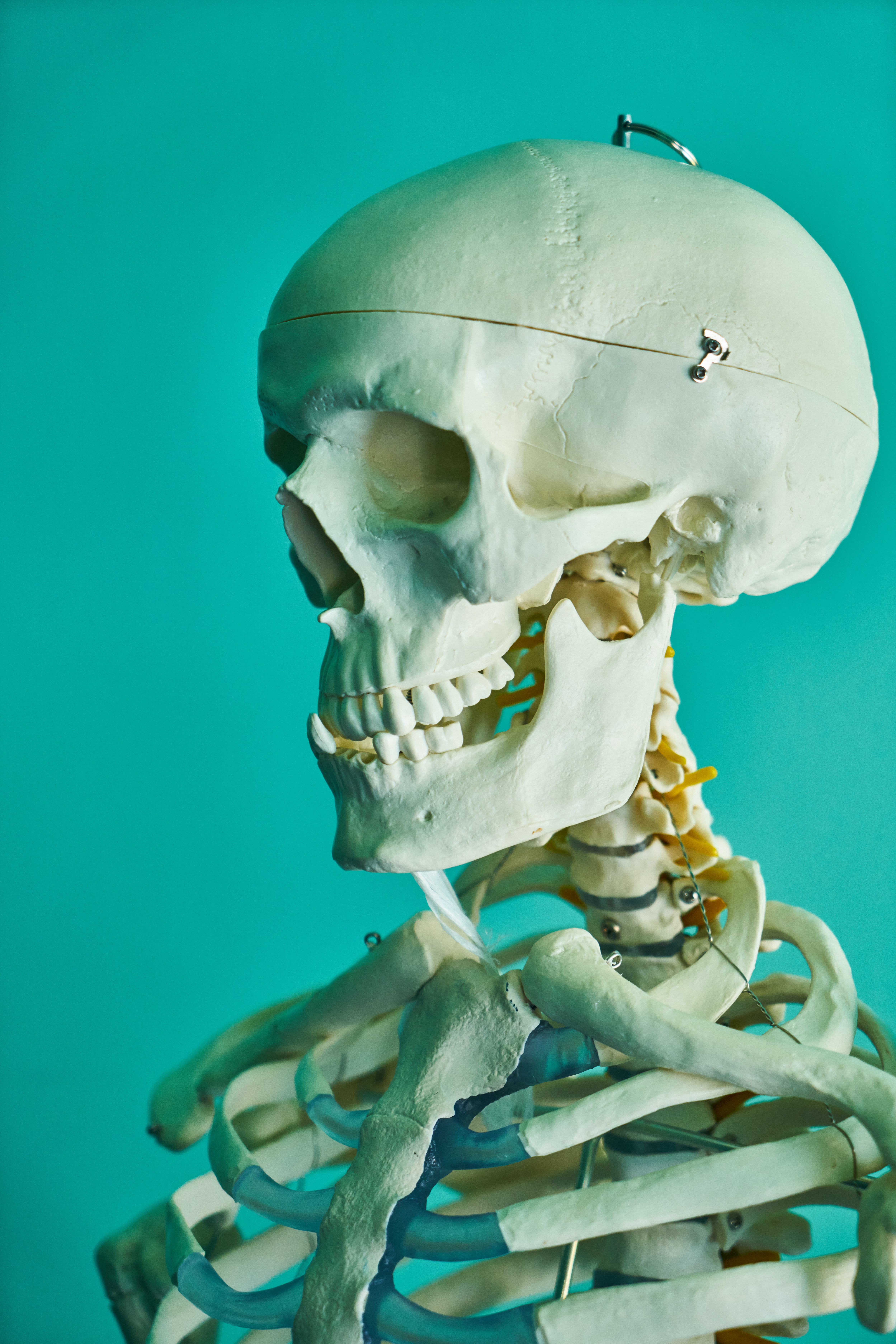 A skeleton skull
