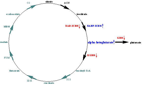 The TCA cycle