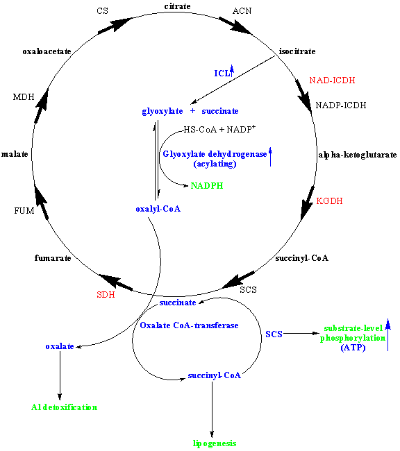 anti-oxidative and ATP-generating engine