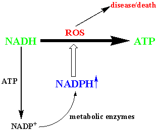 NADPH homeostasis chart 1