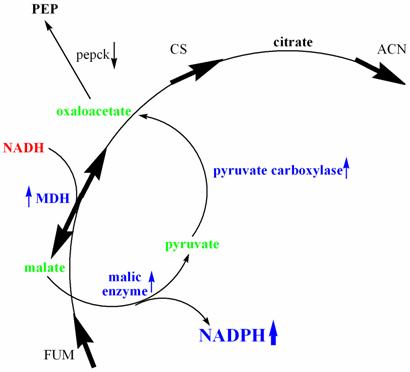 NADPH homeostasis chart 2