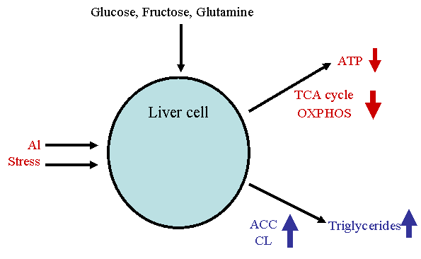 Metabolic diseases