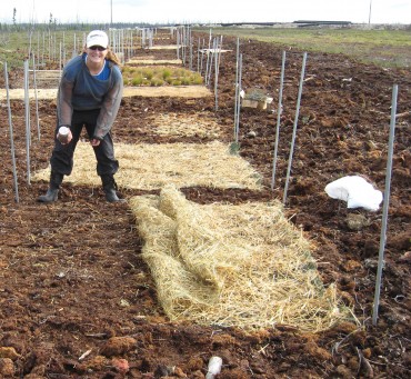 MSc student K. Garrah sampling soils along Attawapiskat River for reference condition study.