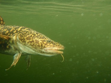 A Burbot in Chitty Lake, NWT July 2009.