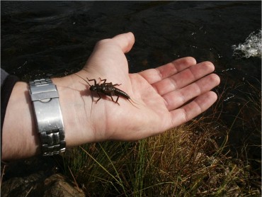 A hand with a large insect on it 
