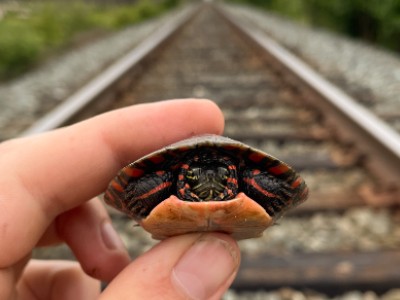 A hand holding a baby turtle on top of train tracks