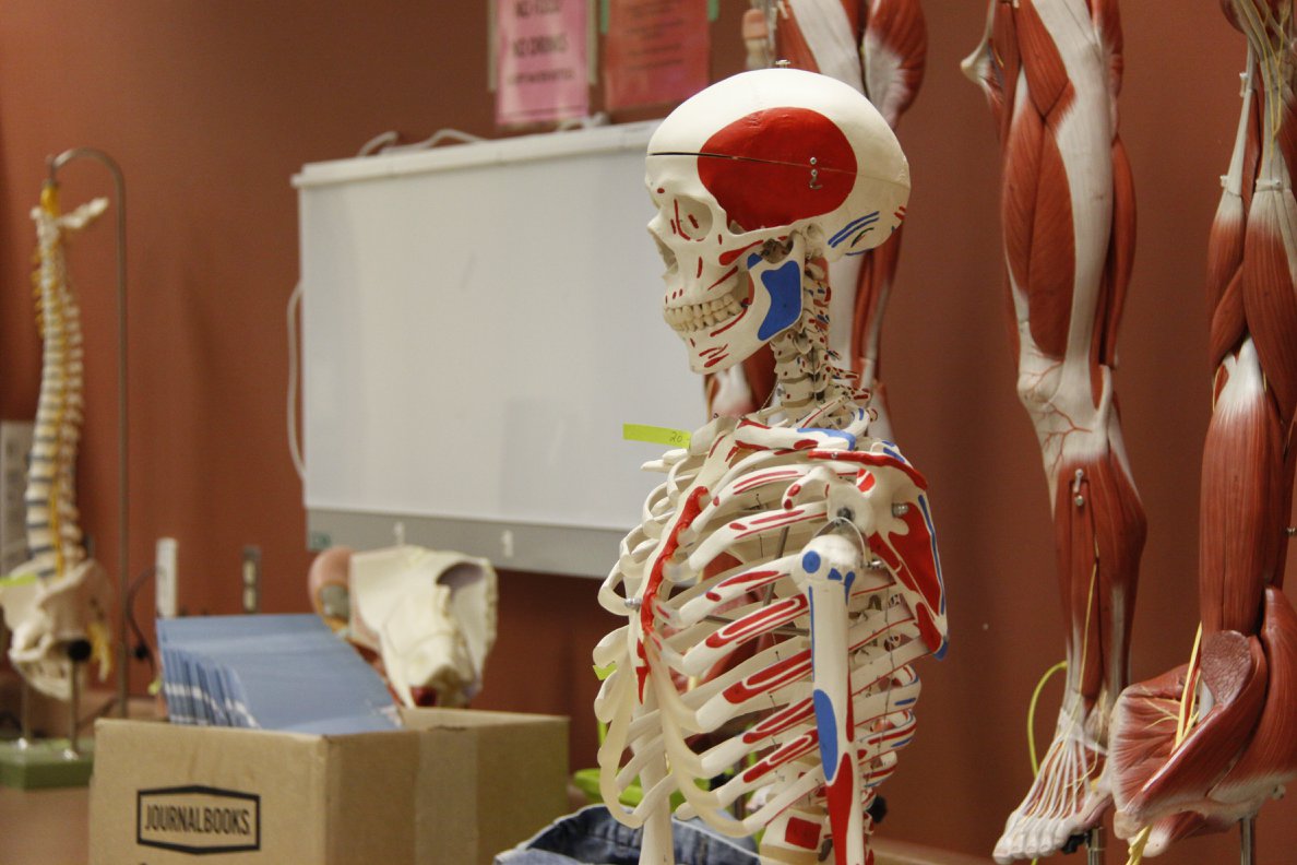 A human skeleton in the anatomy lab