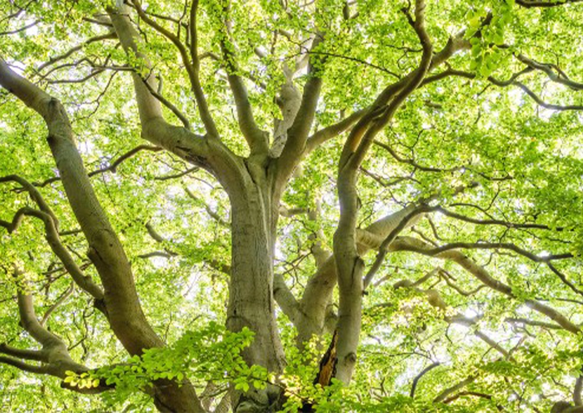 the upper section of a tree, with branches and green leaves