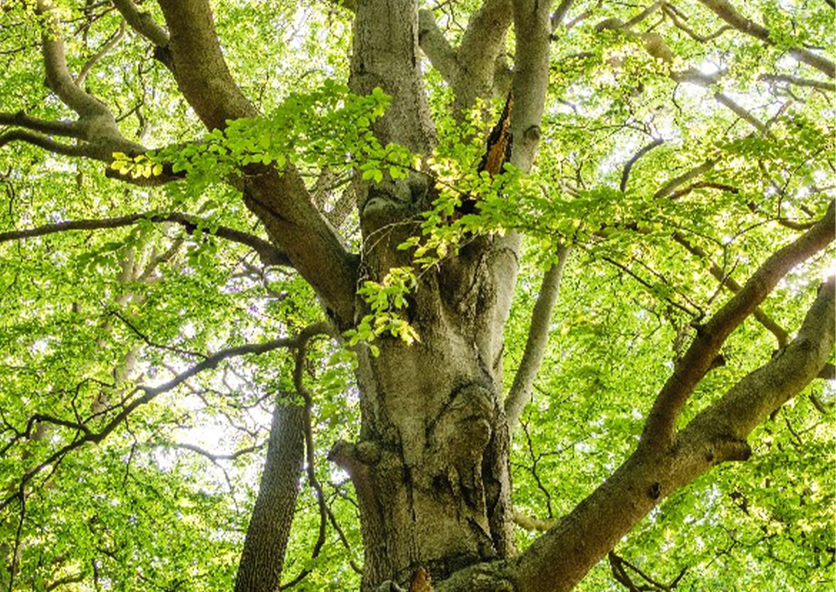 the middle section of a tree with branches and leaves