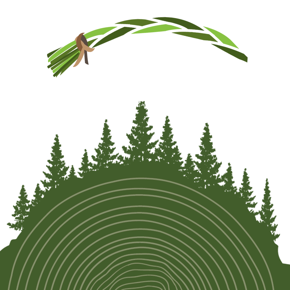 A cluster of trees in a forest