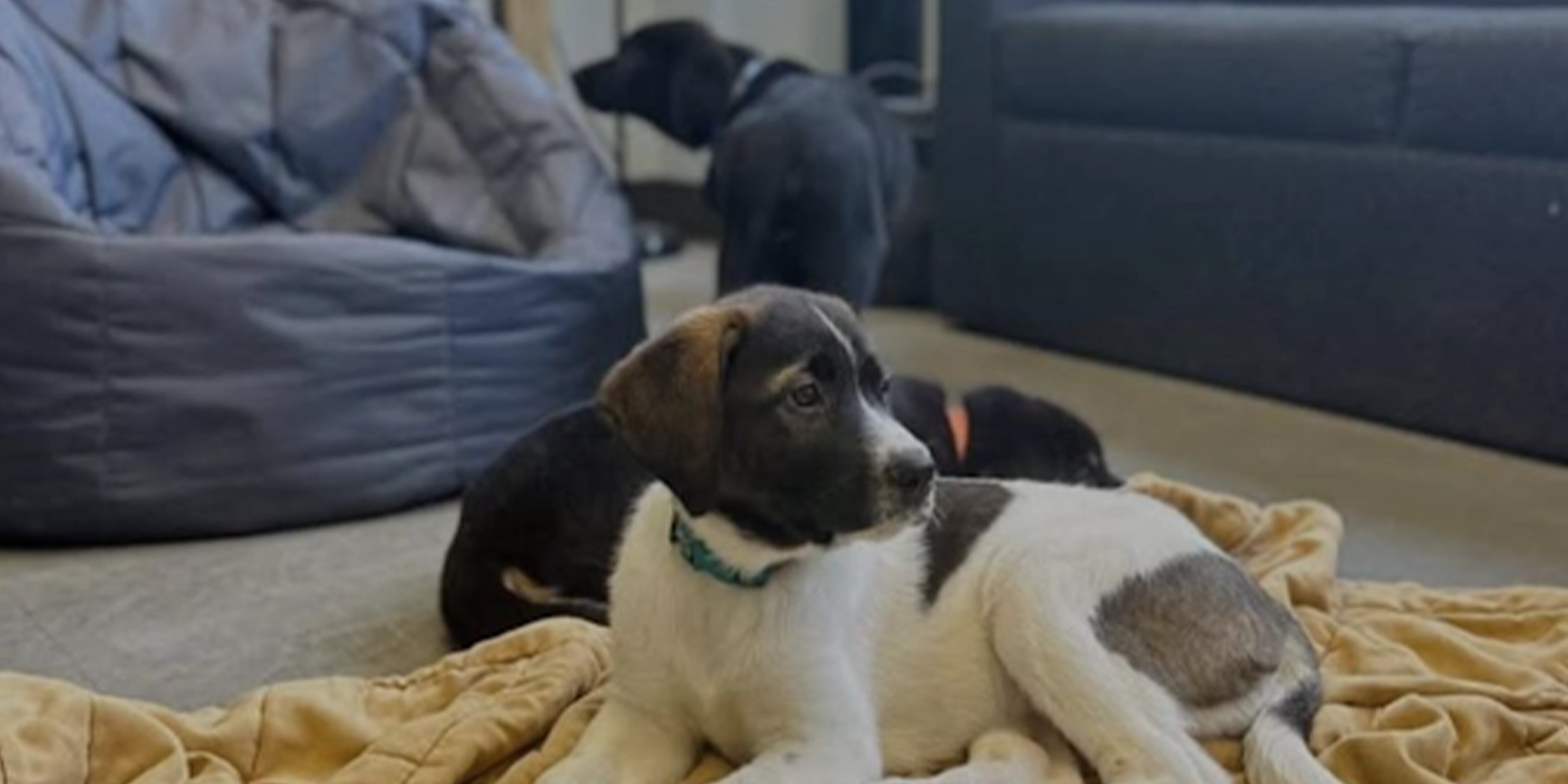 Puppies in the puppy room