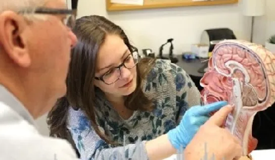 A speech-language pathology student and a professor examining a brain dummy.
