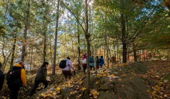 People walking on trail surrounded by tress