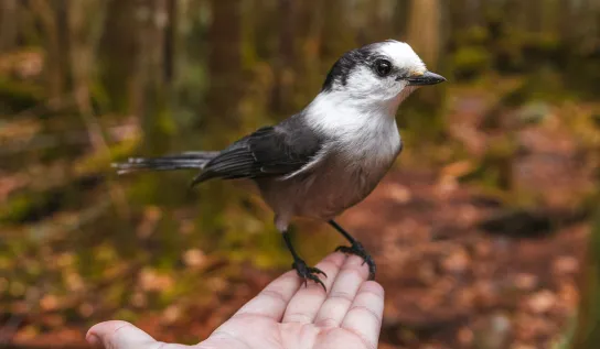 A person holding a bird in a boreal forest
