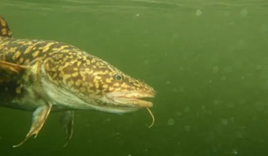 A large fish