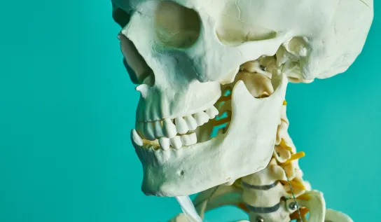 A skeleton skull