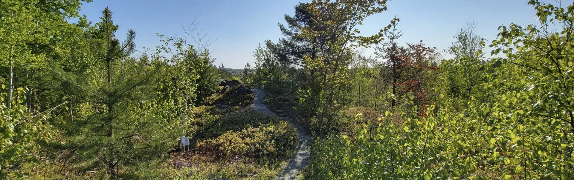 Trees in the Laurentian Greenspace.