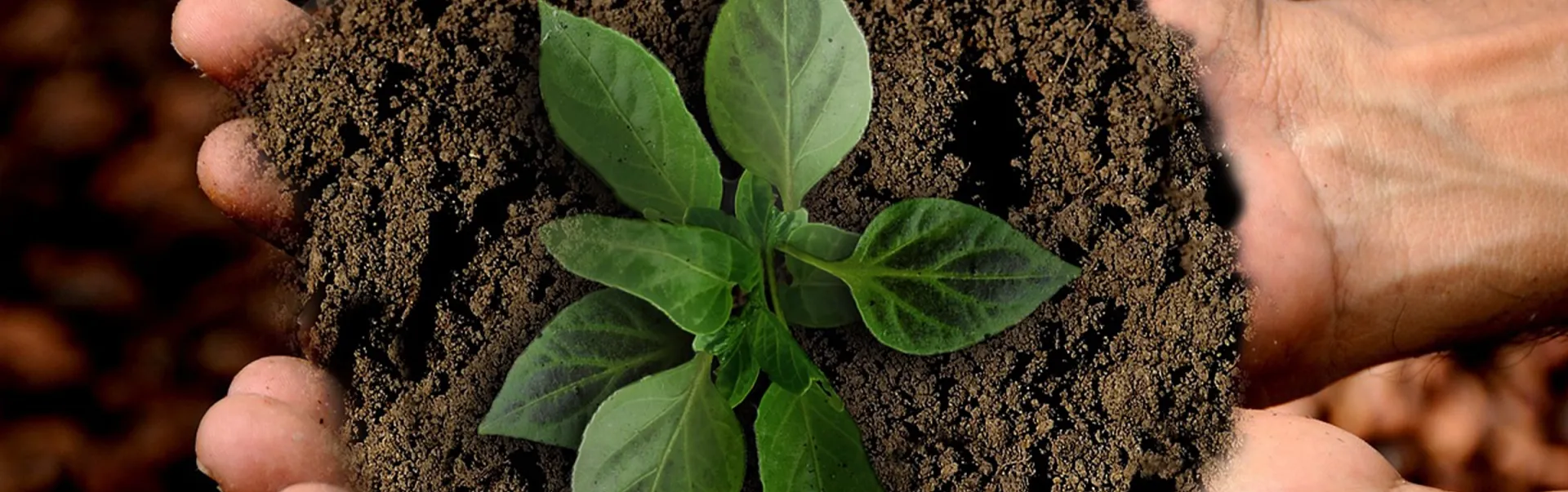 someone holding a plant and soil in their hands