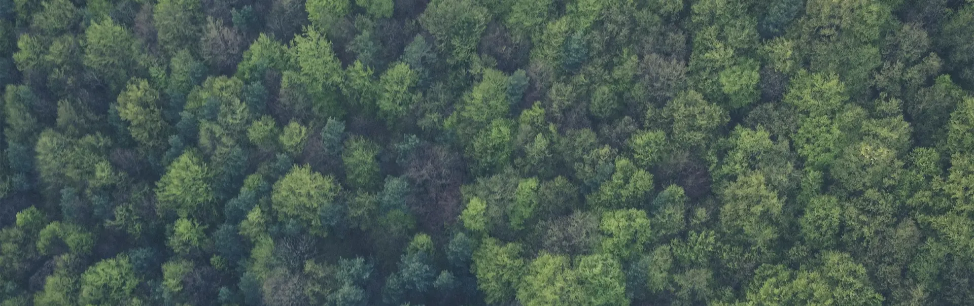 An aerial view of pine trees.