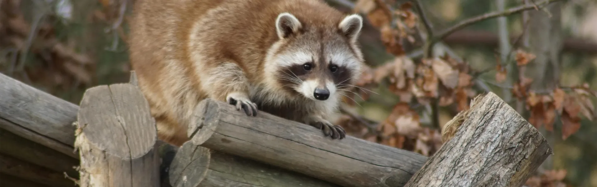 A chubby raccoon sitting on wooden logs.