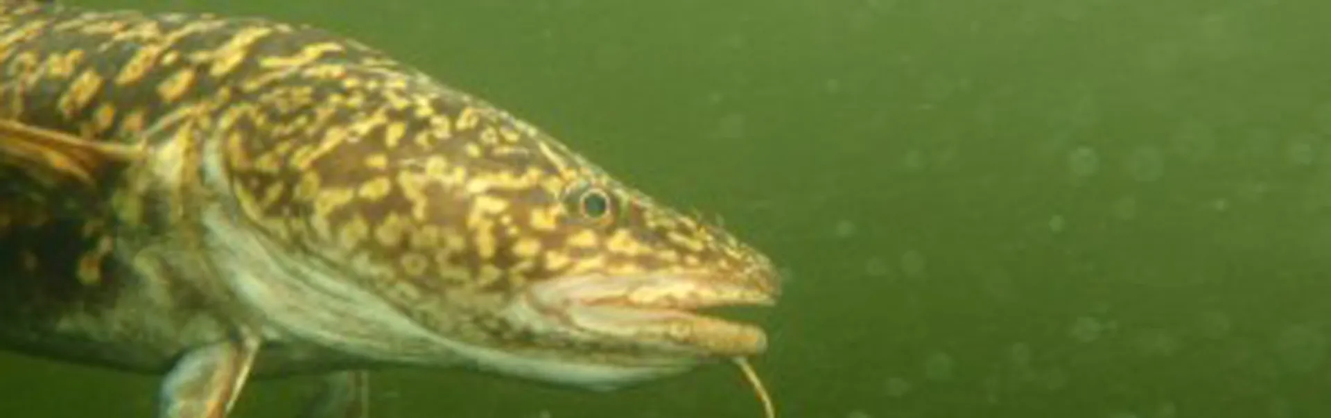 A freshwater fish swimming.