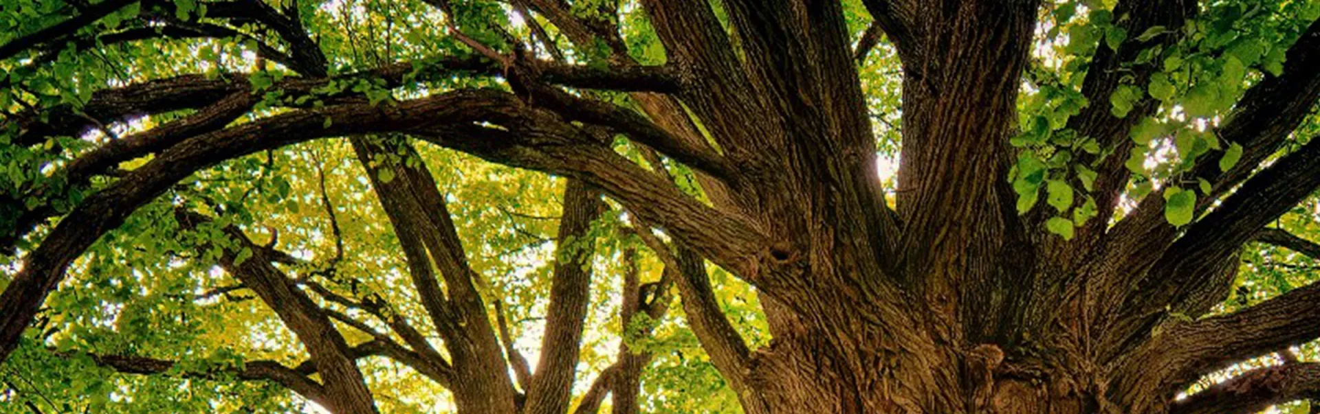 the upper section of a tree, with branches and green leaves