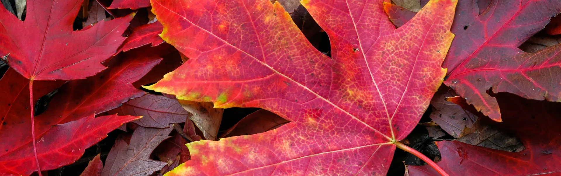 Red maple leaves covering the ground, with one vibrant maple leaf in the foreground.