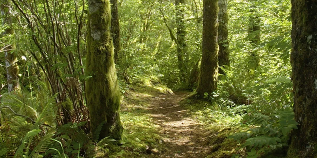 Forest Trail