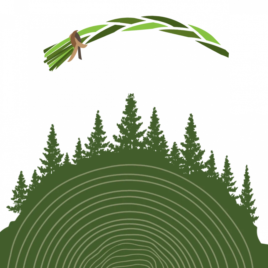 A cluster of trees in a forest