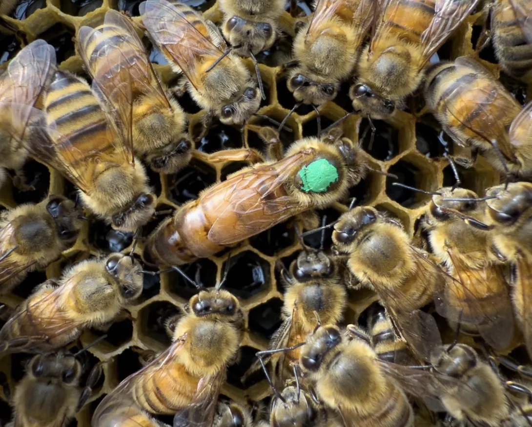 A queen honey bee, marked with a bright green dot on her thorax for identification, surrounded by several worker bees on a honeycomb frame filled with glistening nectar.