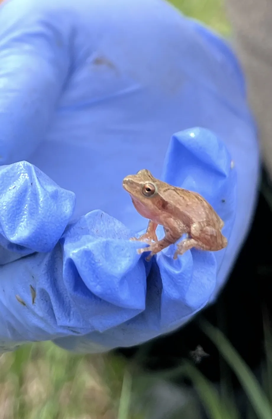 A close-up photo of a tiny, brown spring peeper frog perched on a blue-gloved fingertip, showcasing its small size and dark markings.
