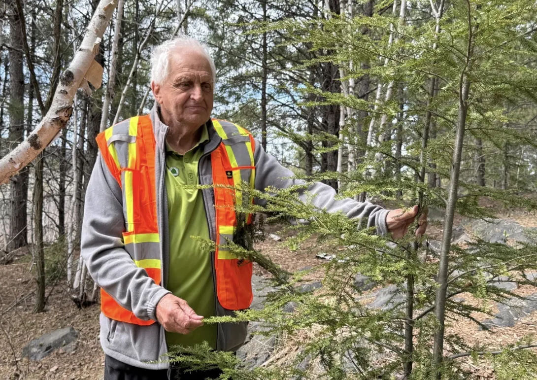 Dr. Peter Beckett stands in a wooded area, wearing a high-visibility safety vest over a grey fleece sweater. He is looking down thoughtfully while holding the branches of a young evergreen tree.