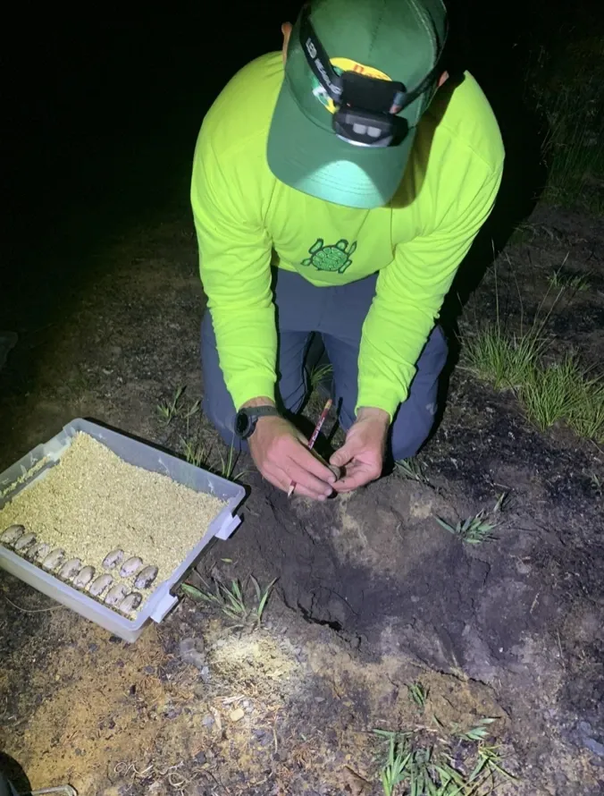 Biologist Aidan Maloney kneeling on the ground at night under a headlamp, carefully excavating turtle eggs for the incubation program