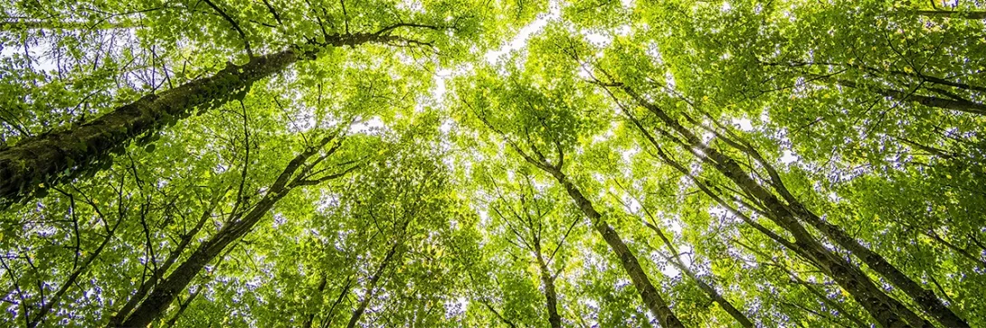 Trees in a forest